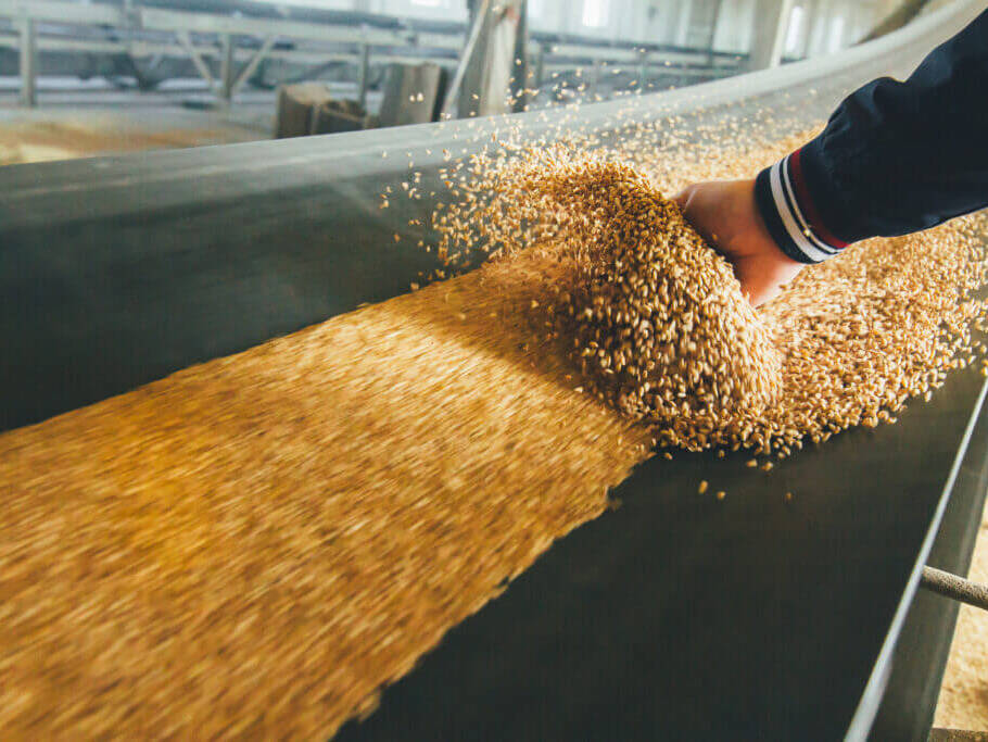 Hand schüttet Getreide auf ein Förderband in einer Industrieanlage